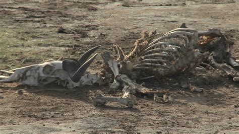 parched landscape skeleton  dead animal stock footage sbv  storyblocks