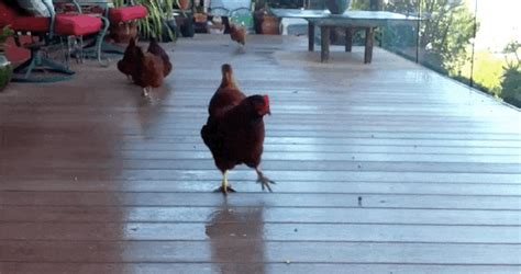 Happy Chickens Sprinting After Blueberries Are Completely Adorable