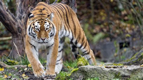 tijger irina mag blijven leven na doden zwitserse verzorgster rtl nieuws