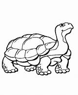 Coloring Animal Pages Animals Print Printable Colour Color Kids Wild Hibernate Outs Learning Crocodile Hibernating Years Turtle Clipart Tortoise Cliparts sketch template