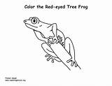 Red Eyed Coloring Tree Frog Printing Treefrog Exploringnature sketch template