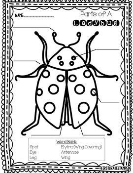 parts   ladybug freebie ladybugs preschool ladybug theme bugs preschool