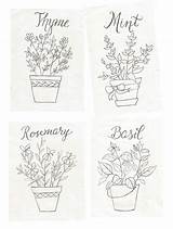 Botanical Prints Printable Spring Herb Printables Coloring Pages Herbs Embroidery Shadesofblueinteriors Basil Hand Choose Board sketch template