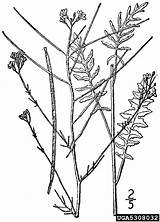 Sisymbrium Altissimum Usda Nrcs Database Plants Mustard Bugwood sketch template