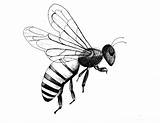 Wasp Insect Drawn Insects Inspo sketch template