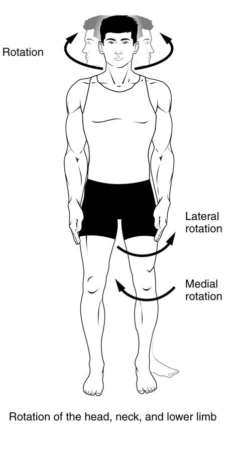 anatomical movements   human body geeky medics