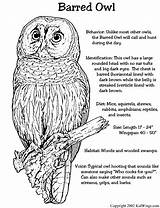 Owl Coloring Pages Owls Kids Barred Color Animal Facts Sheets Printable Found Birds Print Cute They Do Eye Baby Animals sketch template