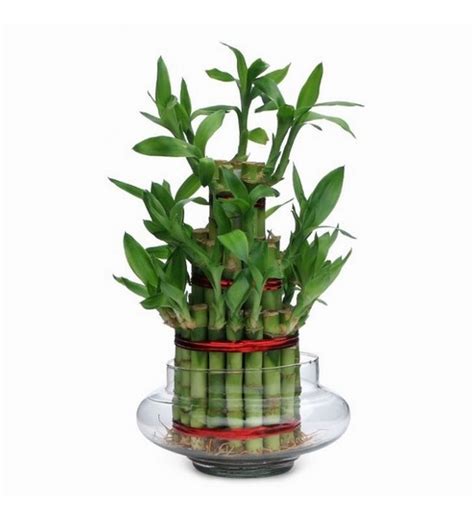 Buy Exotic Green Lucky Bamboo 3 Layer Indoor Plant In Clear Glass Pot