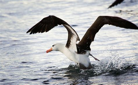 albatross animals