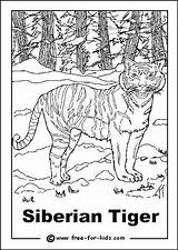 Tiger Coloring Siberian 58kb Amur sketch template