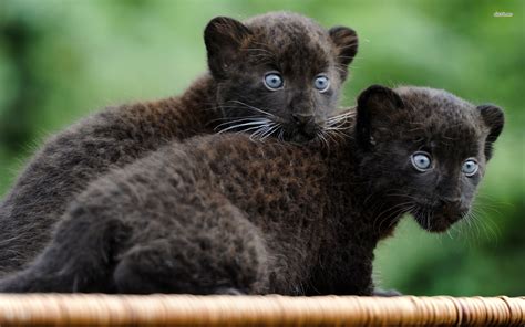 wallpaper zwarte panter google zoeken panther cub baby panther black panther images black