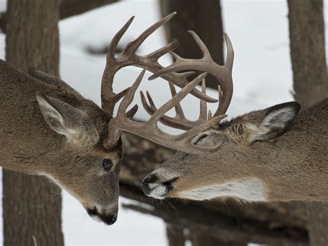 White Tailed Deer Rut Facts And Fictions