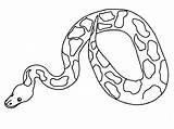 Python Boa Constrictor Reptiles Bestcoloringpagesforkids sketch template