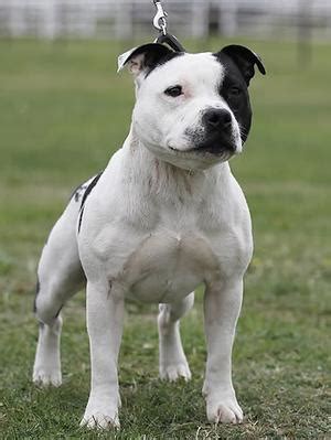 staffordshire bull terrier wikiwand