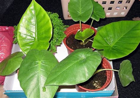 alocasia robusta plants  nature