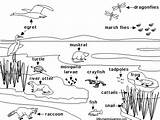 Marsh Freshwater Habitat Wetland Biomes Fowl Proprofs Refuge Horicon sketch template