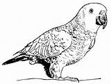 Parrot Coloring Pages Animals sketch template