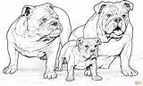 English Coloring Bulldogs Puppy Pages Bulldog Printable Color French sketch template