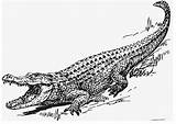 Alligator Coloring Crocodile Pages Tattoo Edupics Drawings Realistic Pencil Fargelegge Alligators Printable sketch template