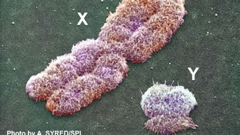 the secret history of x and z how sex chromosomes from humans and