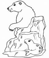 Polar Bear Coloring Pages Animals Print Printable Kids Arctic Color Seal Animal Template Templates Bears Sheets Bulldogs Georgia Little Drawings sketch template
