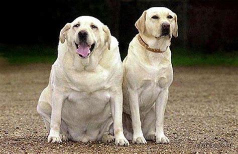dog fat skinny     dog people  rovercom