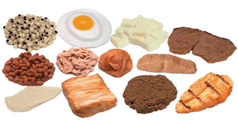 protein foods model kit
