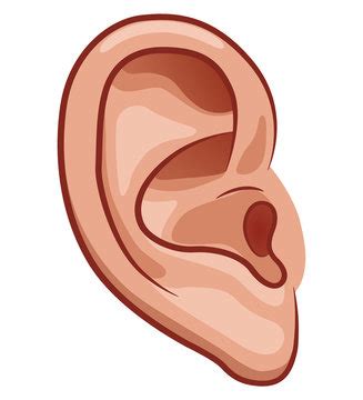 ear cartoon images stock  vectors adobe stock