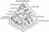 Pyramid Biomass Pyramids Ecological Biomes Trophic Intertidal Ecology sketch template