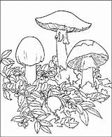 Autunno Funghi Psychedelic Colorare Jesen Bojanke Pintar Priroda Imagui Crtež Jeseni Setas Djecu Crtezi Disegno Laminas Coloratutto Imgarcade Printanje sketch template