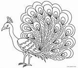 Peacock Coloring Pages Kids Drawing Bird Printable Outline Feather Cool2bkids Color Sheets Print Adult Children Getdrawings Mandala Easy Coloringfolder sketch template
