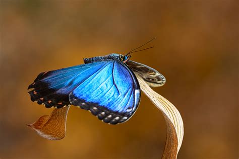 blauer morphofalter foto bild natur augenfalter insekten bilder