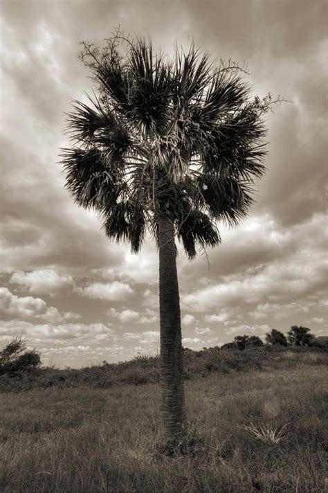 South Carolina Palmetto Palm Tree Palmetto Tree Palm