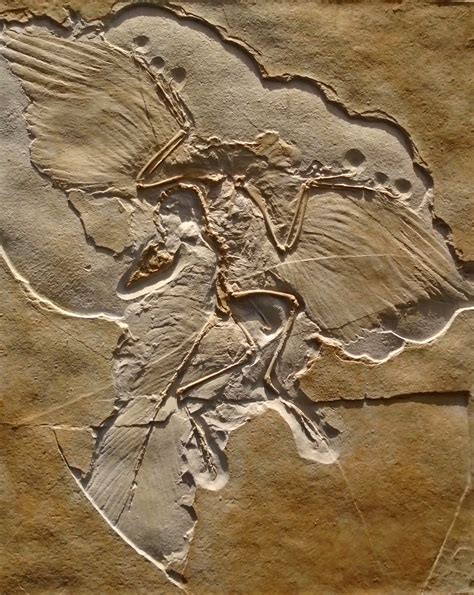 archaeopteryx life sized fossil replica wall mount  prehistoric store