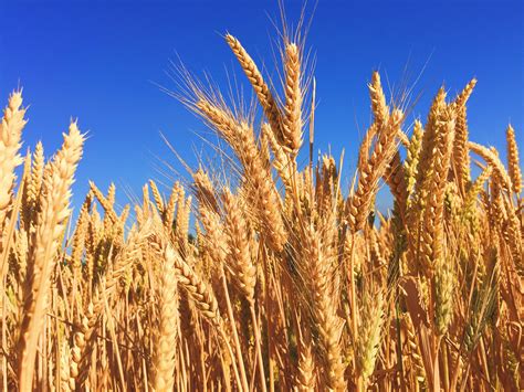 national wheat announces  winning growers agdaily