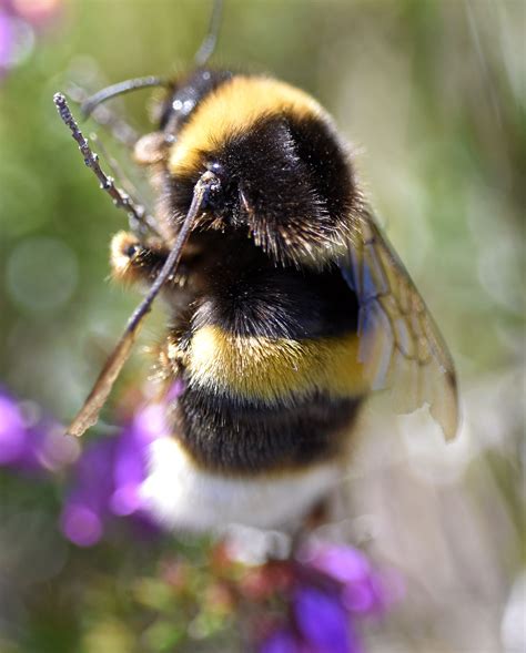 huge bumblebee  spain bombus magnus ray cannons nature notes