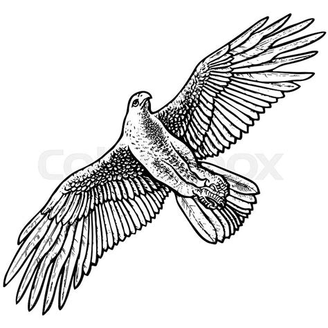 flying eagle  wings spread hand drawn sketch style vector