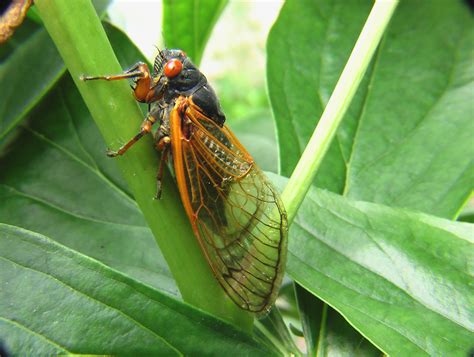gazillions  cicadas  preparing  invade