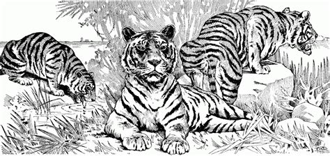 image result  tiger colouring  adult cat coloring page animal