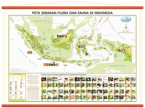 pembagian persebaran flora  fauna  indonesia materi belajar