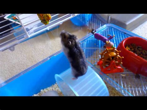 pj the russian dwarf hamster doing tricks youtube