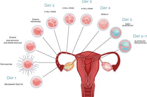 when does implantation occur after ovulation
