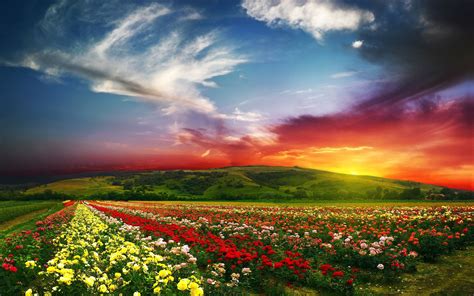flower fields wallpapers images  pictures backgrounds