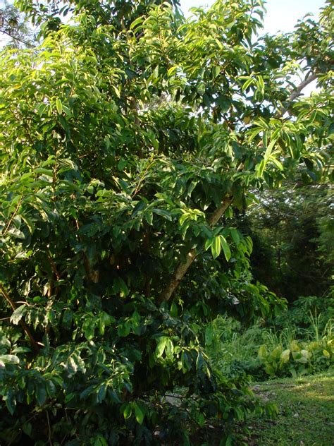 guanabana caracteristicas  cultivo todo arboles