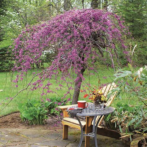 lavender twist weeping redbud trees  sale fastgrowingtreescom