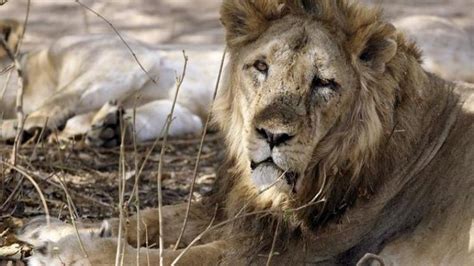 More Asiatic Lions In India Test Positive For Virus After