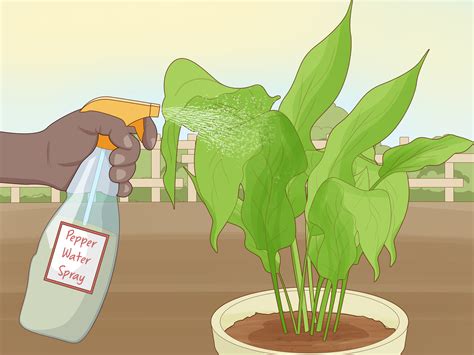 simple ways  protect plants wikihow