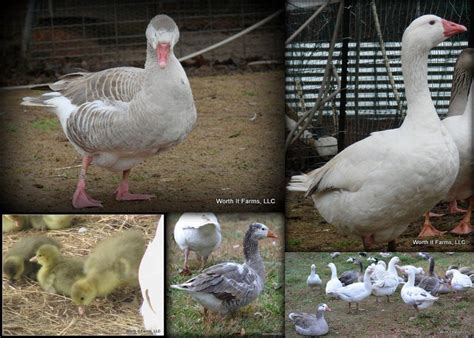 cotton patch geese worth  farms