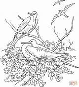 Coloring Pages Frigatebird Magnificent Drawing Printable sketch template