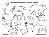 Coloring Taiga Pages Template Alberta Mammals sketch template